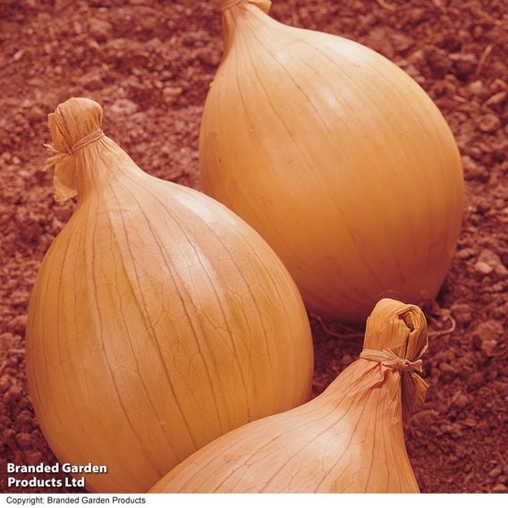 Onion 'Ailsa Craig' - Organic Seeds