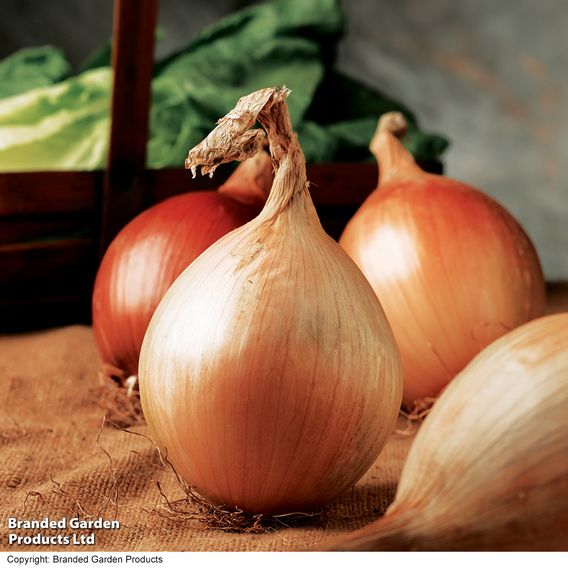 Onion 'Ailsa Craig' - Organic Seeds