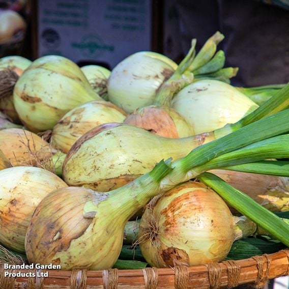 Onion 'Exhibition' - Seeds