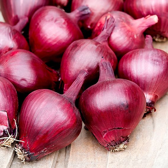Spring Onion 'Lilia' - Seeds