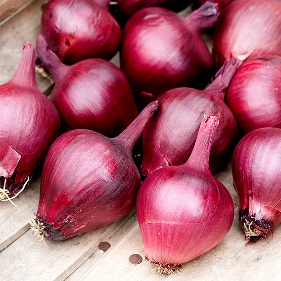 Spring Onion 'Lilia' - Seeds