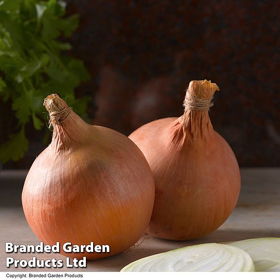 Onion 'Sturon' (Spring Planting) (Organic)