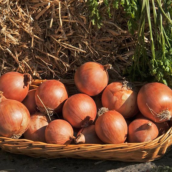 Onion 'Shakespeare' (Autumn Planting)