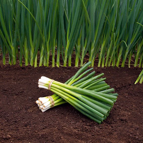 Spring Onion 'Parade' - Organic Seeds