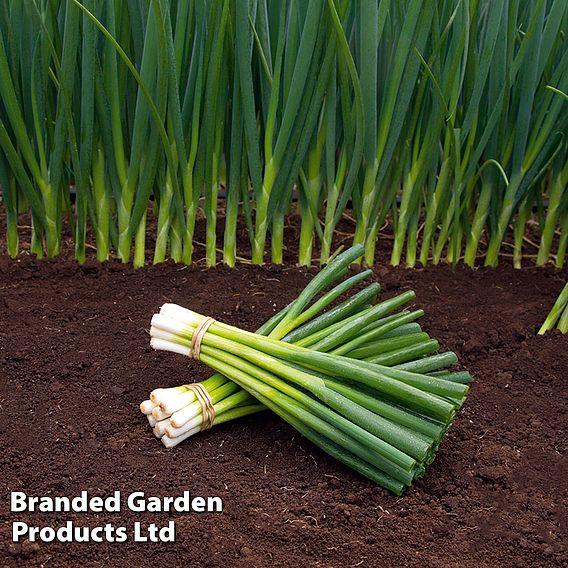 Spring Onion Parade (Organic) Seeds