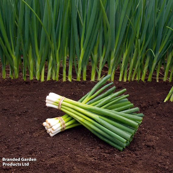 Spring Onion 'Parade' - Organic Seeds
