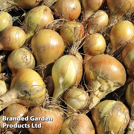 Onion 'Sturon' (Spring Planting) (Organic)