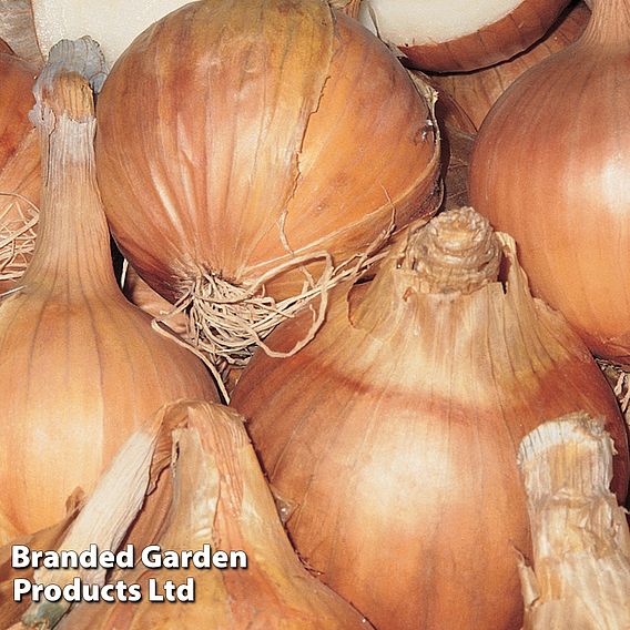 Onion 'Sturon' (Spring Planting) (Organic)