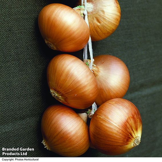 Onion 'Stuttgarter' - Organic Seeds