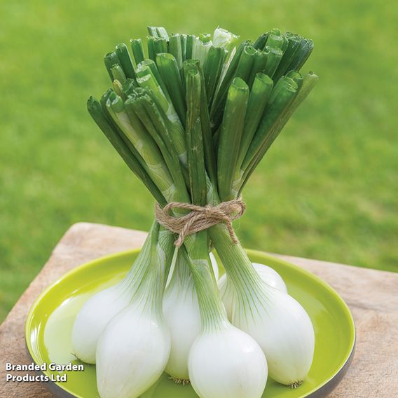 Onion 'White Star' - Seeds