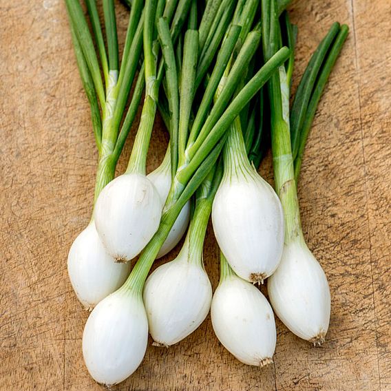 Onion 'White Star' - Seeds