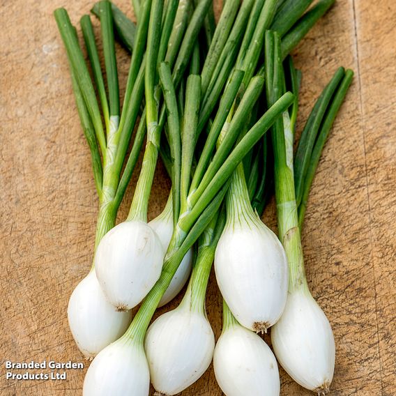 Onion 'White Star' - Seeds