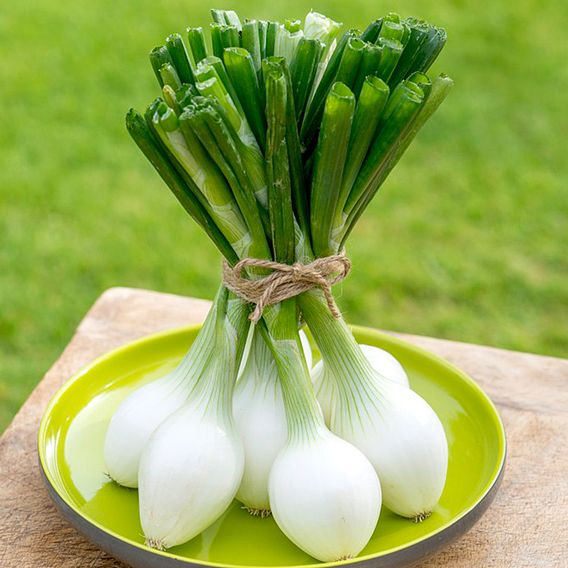Onion 'White Star' - Seeds