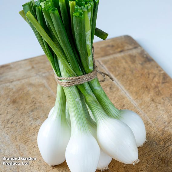Onion 'White Star' - Seeds
