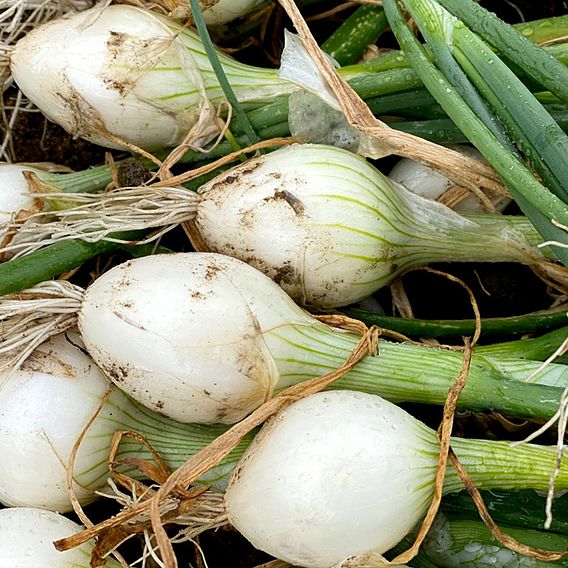 Onion 'White Star' - Seeds