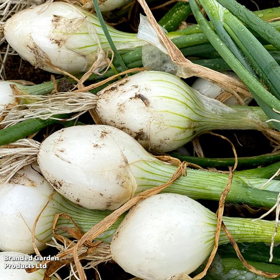Onion 'White Star' - Seeds