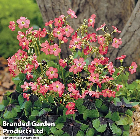 161 Summer Saver Bulb Collection