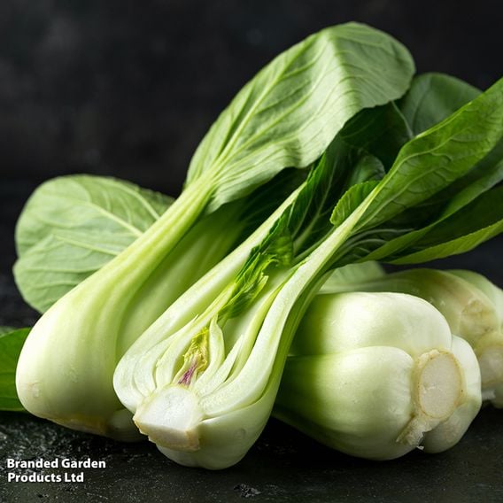 Pak Choi 'Tai Sai' - Organic Seeds