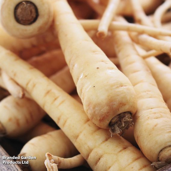 Parsnip 'Albion' F1 - Seeds