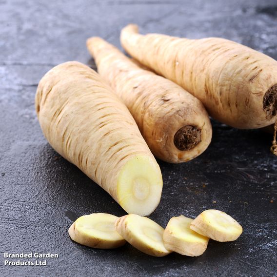 Parsnip 'Albion' F1 - Seeds