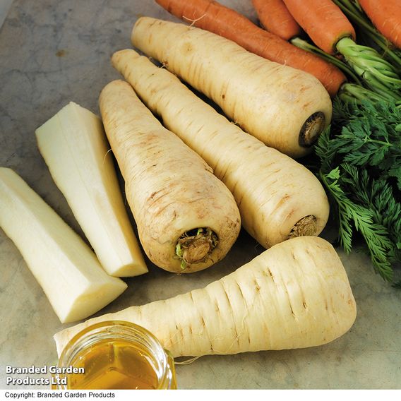 Parsnip 'Albion' F1 - Seeds
