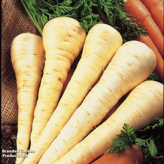Parsnip 'Gladiator' - Seeds