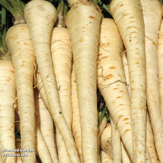 Parsnip 'Gladiator' - Seeds
