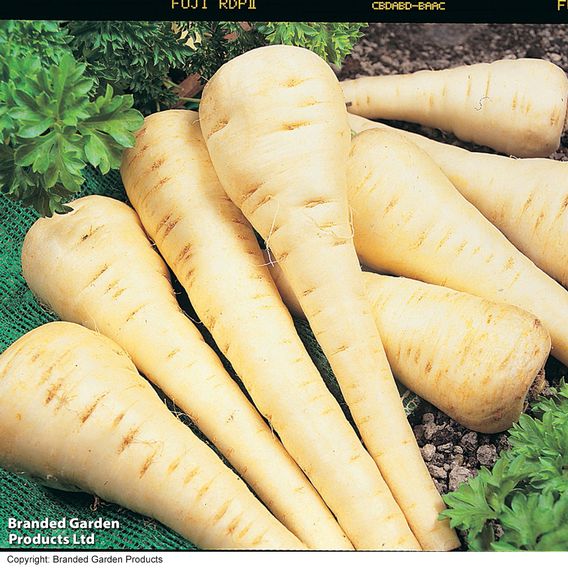 Parsnip 'Gladiator' - Seeds