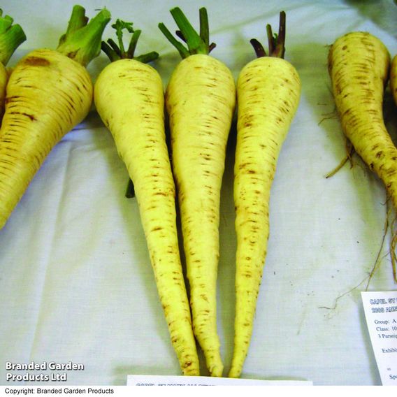 Parsnip 'Gladiator' - Seeds