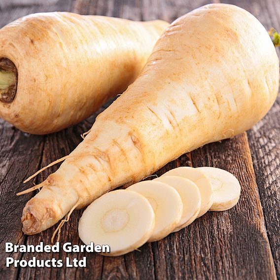 Parsnip 'Guernsey' - Organic Seeds