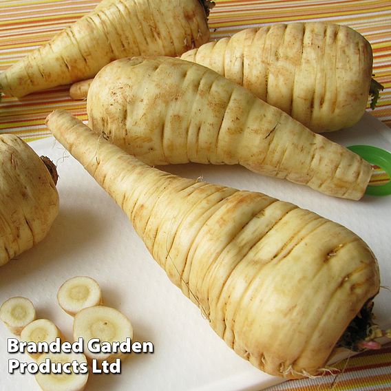 Parsnip 'Guernsey' - Organic Seeds