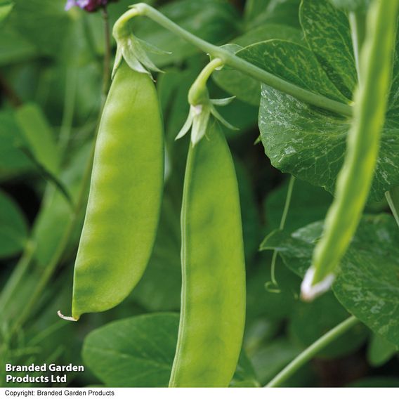 Pea 'Oregon Sugar Pod' - Seeds