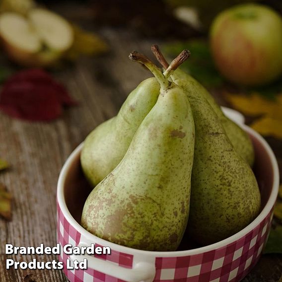 Pear 'Concorde'