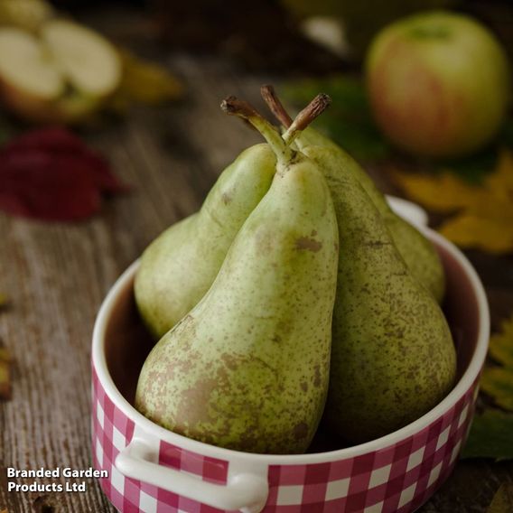 Pear 'Concorde'