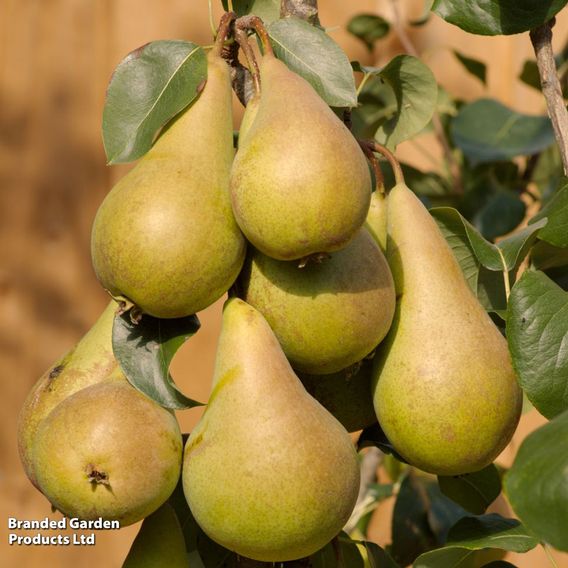 Pear 'Concorde'
