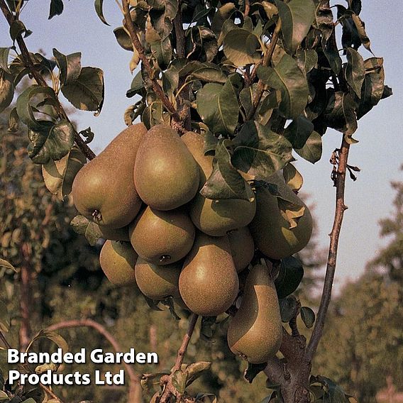 Pear 'Concorde'
