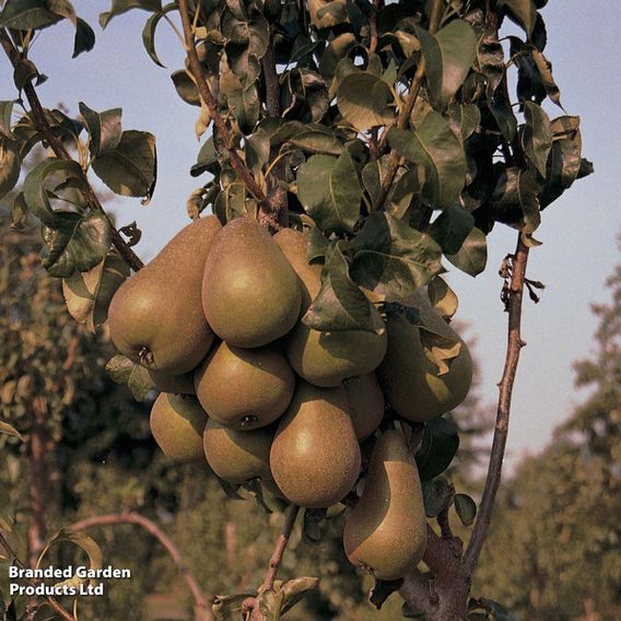 Pear 'Concorde'