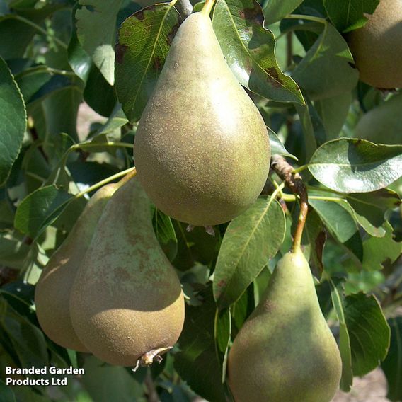 Pear 'Concorde'