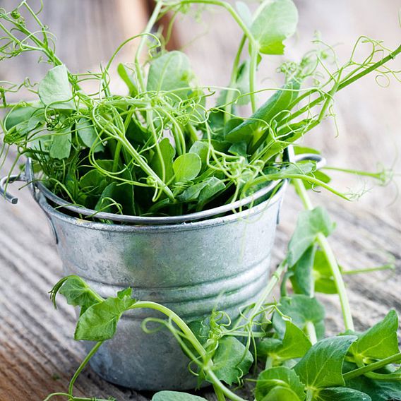 Pea Shoots 'Anubis' - Seeds