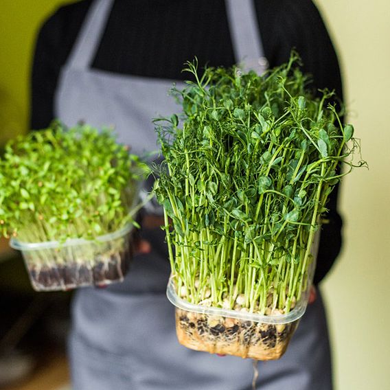 Pea Shoots 'Anubis' - Seeds