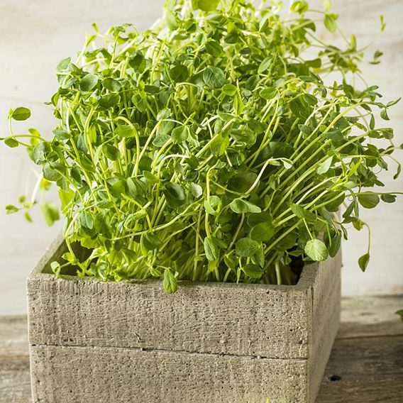 Pea Shoots 'Anubis' - Seeds
