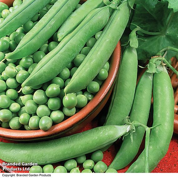 Pea 'Alderman' - Organic Seeds