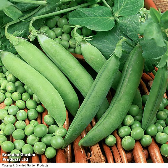 Pea 'Alderman' - Organic Seeds