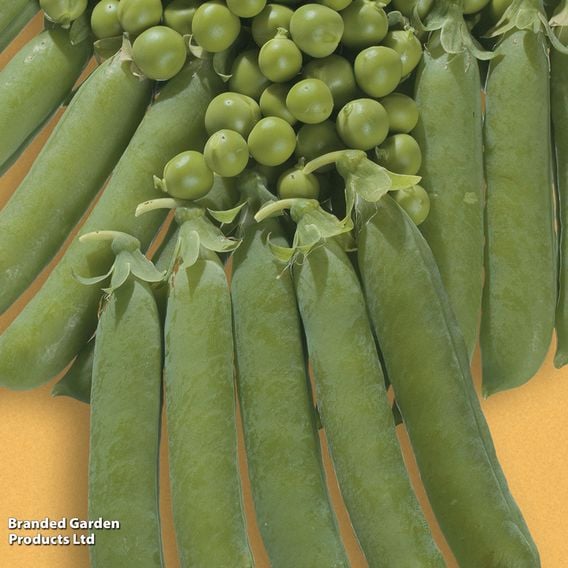 Pea 'Ambassador' - Organic Seeds
