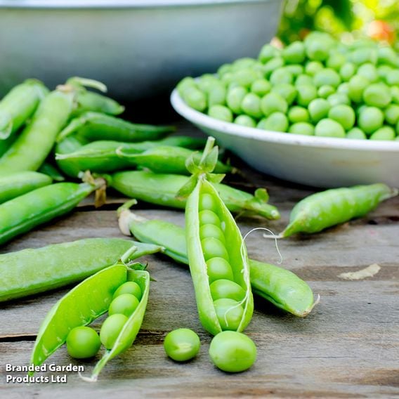 Pea 'Ambassador' - Organic Seeds