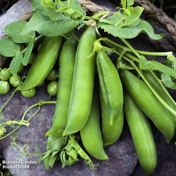 Pea 'Douce Provence' - Organic Seeds