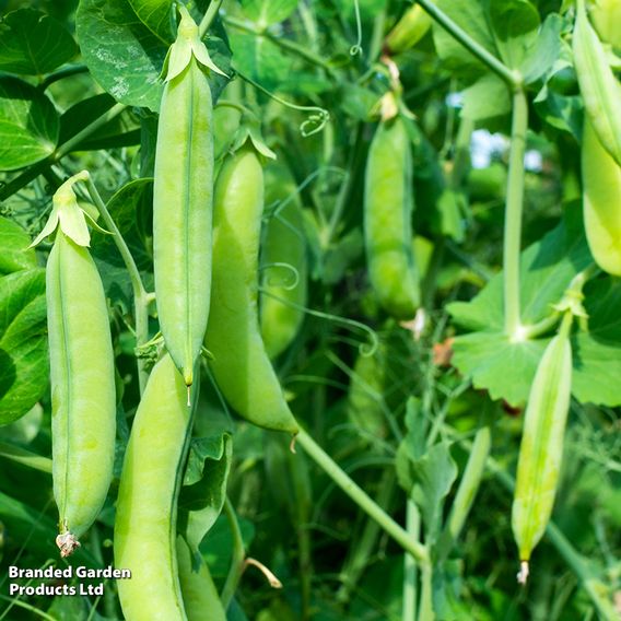 Pea 'Douce Provence' - Organic Seeds