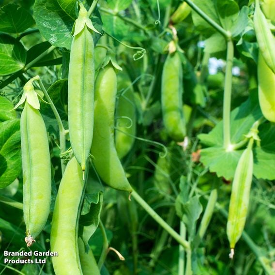 Pea 'Douce Provence' - Seeds