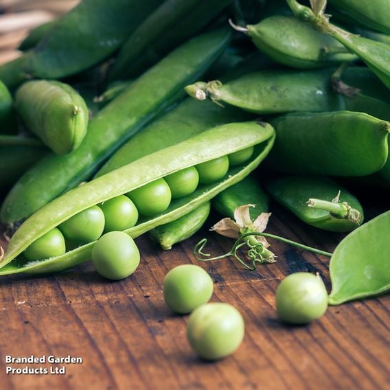 Pea 'Early Onward' - Seeds