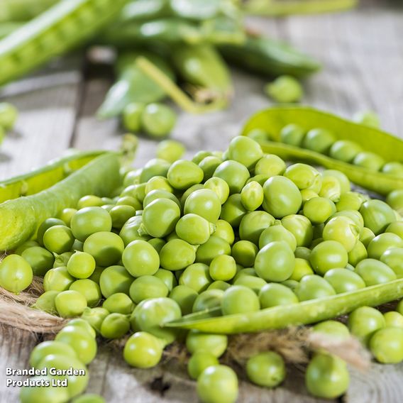 Pea 'Early Onward' - Seeds